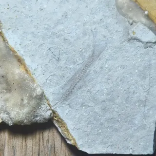 FOSIL DE PEZ EN PIEDRA