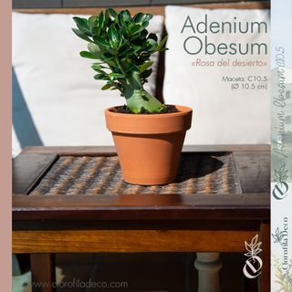 1UD. Adenium Obesum Ø10.5 cm Rosa del Desierto