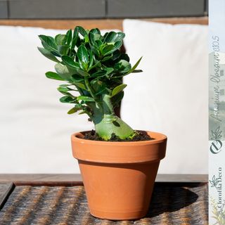 1UD. Adenium Obesum Ø10.5 cm Rosa del Desierto