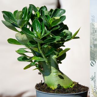 1UD. Adenium Obesum Ø10.5 cm Rosa del Desierto