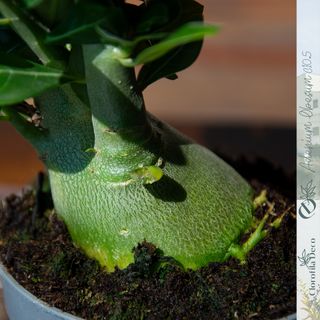 1UD. Adenium Obesum Ø10.5 cm Rosa del Desierto