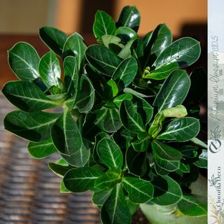 1UD. Adenium Obesum Ø10.5 cm Rosa del Desierto