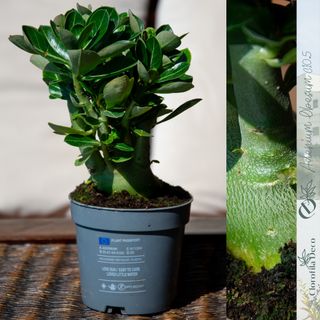 1UD. Adenium Obesum Ø10.5 cm Rosa del Desierto