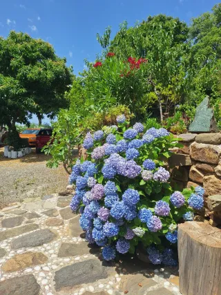 Jardinero fuengirola mijas benalmadena