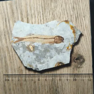 FOSIL DE PEZ EN PIEDRA