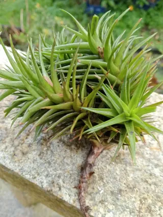 Tillandsia planta de aire