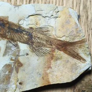 FÓSIL DE PEZ EN PIEDRA