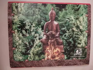 Revista Cañamo Especial Música y Drogas