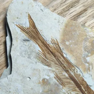 FOSIL DE PEZ EN PIEDRA