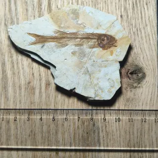 FOSIL DE PEZ EN PIEDRA