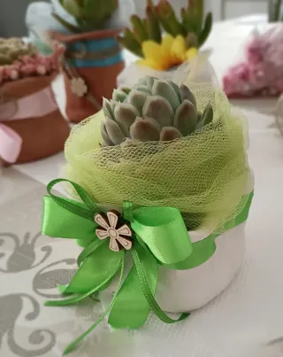 Pianta grassa in vaso terracotta decorato