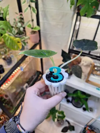 Números para identificar plantas