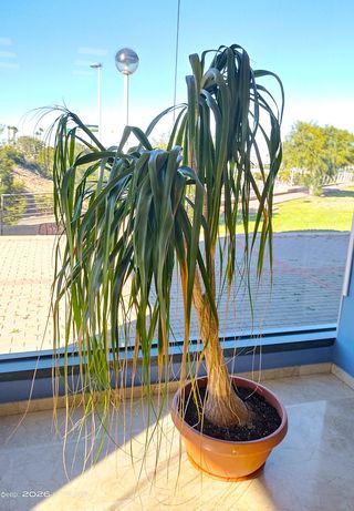 Planta de interior Beaucarnea recurvata