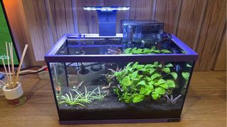 Acuario pequeño con plantas y rocas