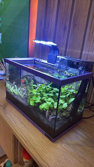 Acuario pequeño con plantas y rocas