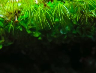 Planta Flotante Salvinia Natans