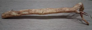 Raíces de pino para terrario