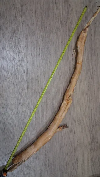Raíces de pino para terrario