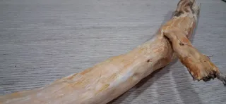 Raíces de pino para terrario