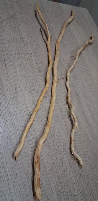 Raíces de pino para terrario