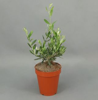 Olivo joven Planta de sol BONSAI Ø12