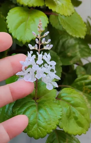 Planta del Dinero Plectranthus verticillatus