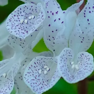 Planta del Dinero Plectranthus verticillatus