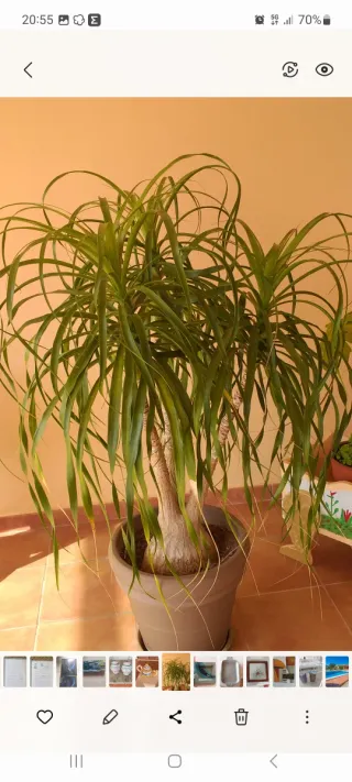 Planta de interior tipo palmera