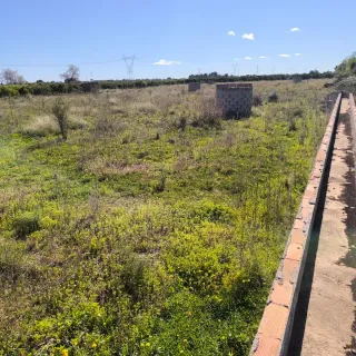 Parcela 15 hag. en Camí Pla Museros Almassora