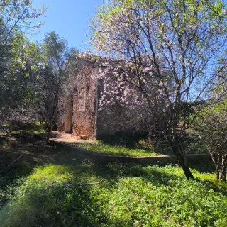 Parcela 15 hag. en Camí Pla Museros Almassora