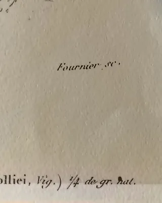 Antichità - Tavola storica uccello