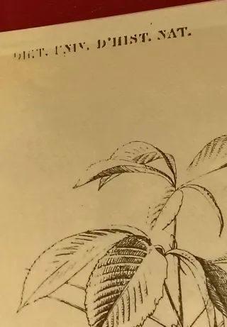 Antichità - Tavola storica uccello