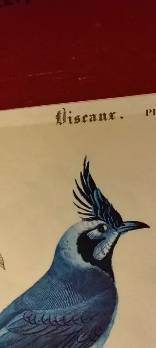 Antichità - Tavola storica uccello