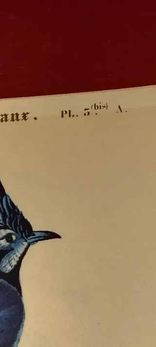 Antichità - Tavola storica uccello