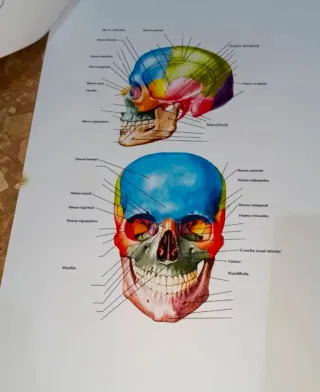 Temas 7-11 Anatomía UA (logopedia) 2025/2026
