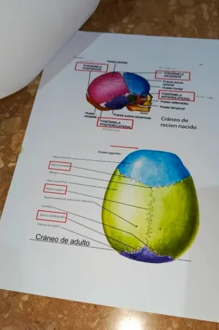 Temas 7-11 Anatomía UA (logopedia) 2025/2026
