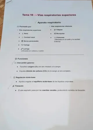 Temas 7-11 Anatomía UA (logopedia) 2025/2026