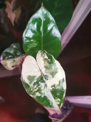 Alocasia Yucatan Pink variegata