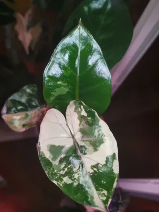 Alocasia Yucatan Pink variegata