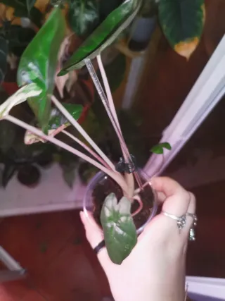 Alocasia Yucatan Pink variegata