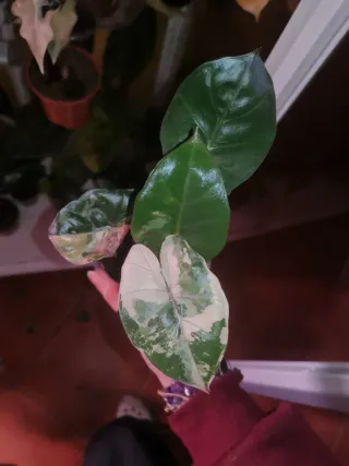 Alocasia Yucatan Pink variegata