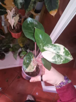Alocasia Yucatan Pink variegata