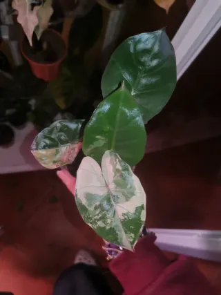 Alocasia Yucatan Pink variegata