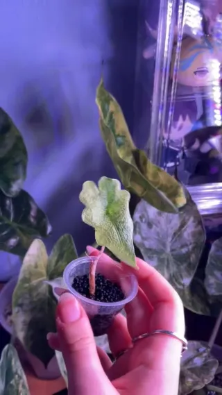 Alocasia Jaclkyn Aurea Variegata