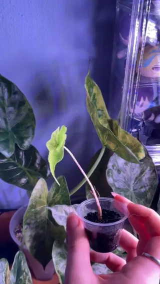 Alocasia Jaclkyn Aurea Variegata