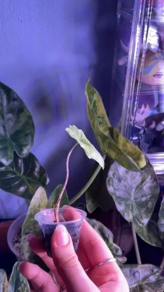 Alocasia Jaclkyn Aurea Variegata