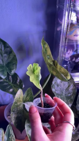 Alocasia Jaclkyn Aurea Variegata