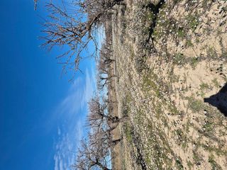 Terreno en venta en Bullas