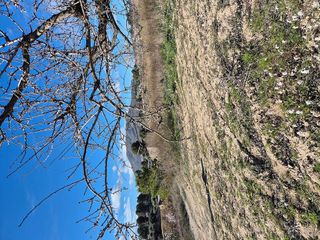 Terreno en venta en Bullas