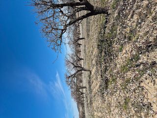 Terreno en venta en Bullas